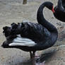 Black Swan