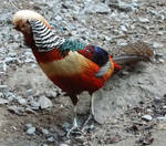 Chinese Pheasant 4