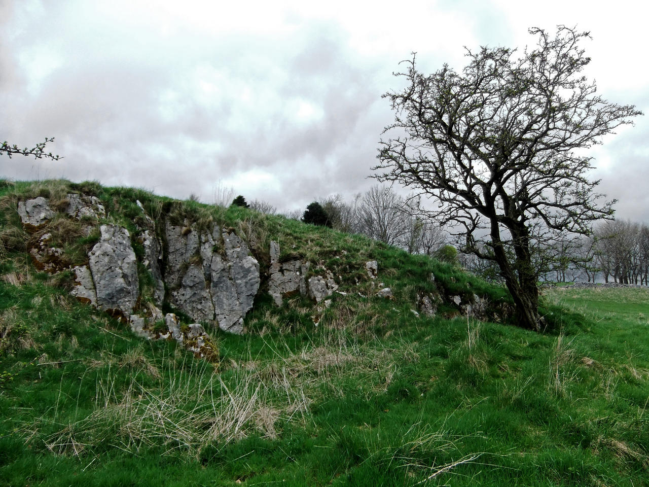 Tree and Rock Outcrop