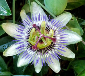 Passion Fruit Flower