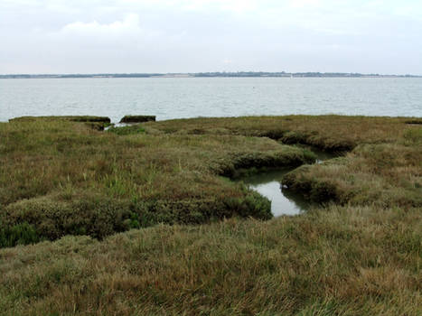 Salt Marsh 03