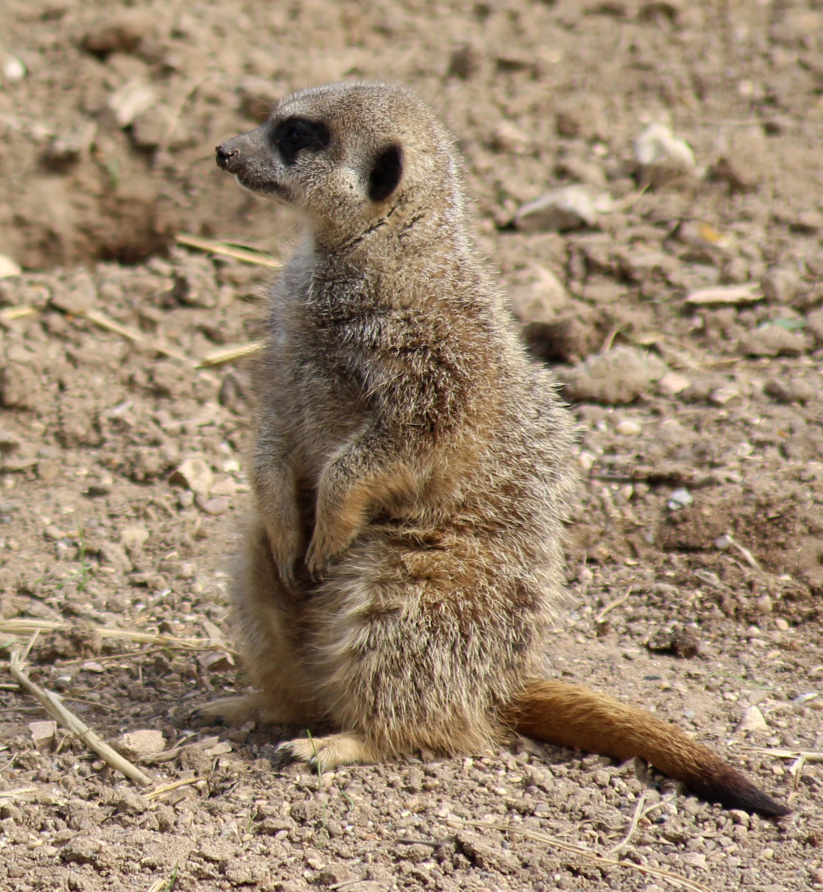 Meerkat 11 - Standing