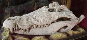 Crocodile Skull - side by fuguestock