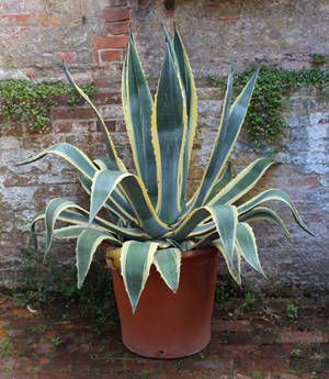 Potted agave americana Variegata