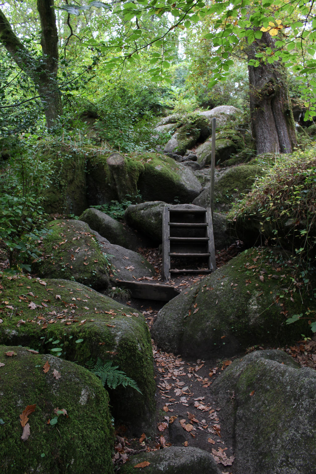 Fairy Forest 24 - Rocky Path
