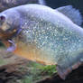 Red Belly Piranha 1