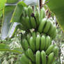 Rain Forest Plants 28 - Banana Bunch