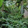 Jungle Scenes 13 - Dense undergrowth