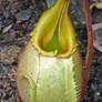 Rain Forest Plants 16 - Carnivorous Pitcher Plant