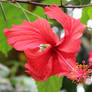 Rain Forest Plants 12 - Hibiscus, Red Swirl