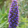 Purple Flowers - Field Orchid?