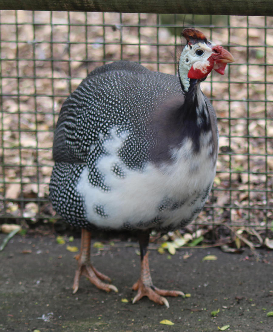 Helmeted Guineafowl