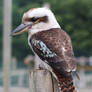 Kookaburra 2