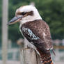 Kookaburra  2