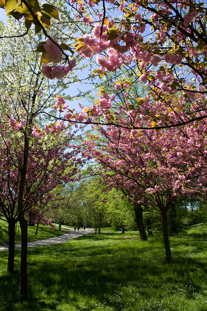 The Road of Spring