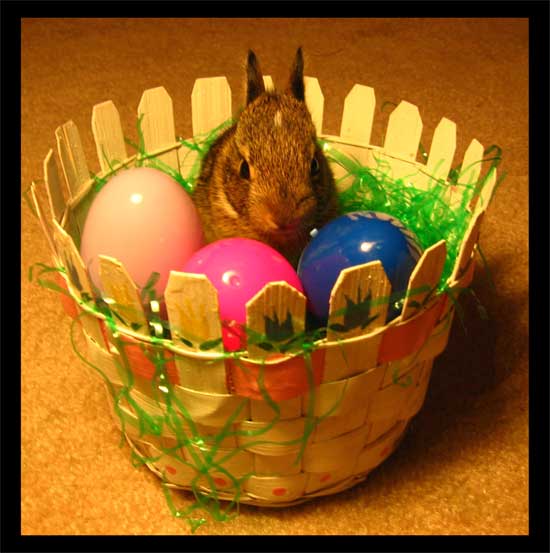 Bunny Basket 1