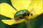 Autre chrysomele ? by pourquoipas