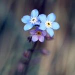 Myosotis .. by pourquoipas