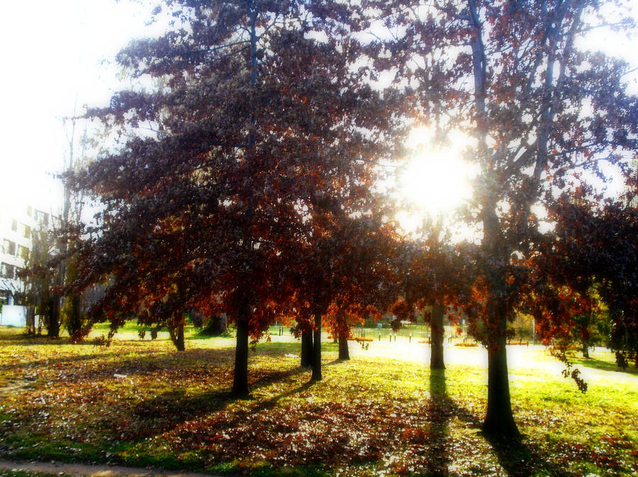 Morning Trees