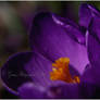 Crocus Macro