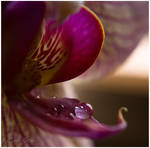 Orchid Drops by CapturedCosmicDebris