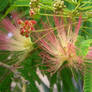 Spiny Pink Blossom