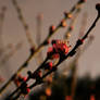 Peach Blossoms 1