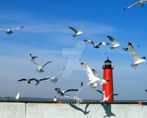 Summer Lake Michigan Gulls