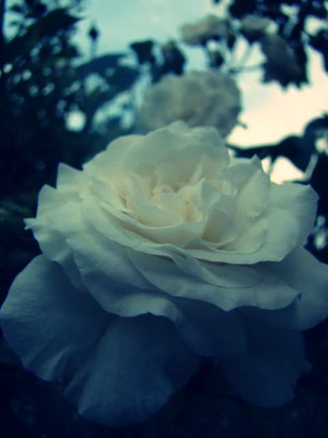 White roses