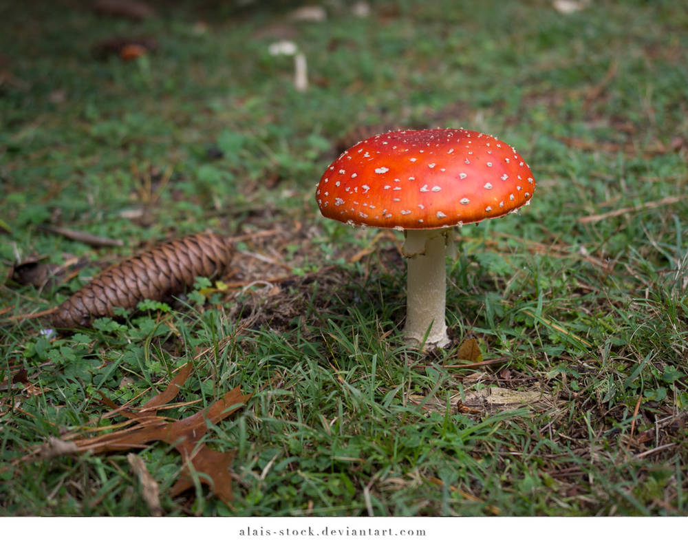 Toadstool02 by alais-stock