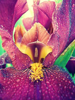 Win by Me-O-Tojite Win by Me-O-Tojite