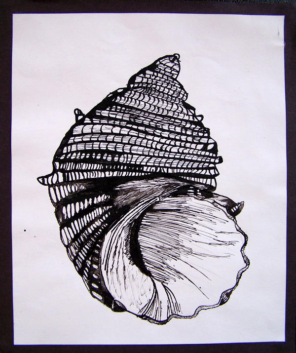 Shell Design Brown Ink An Inked Shell by Zhontor on DeviantArt