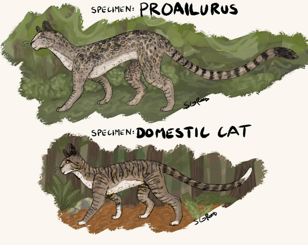 Proailurus and the Domestic Cat by iinfini-tea on DeviantArt