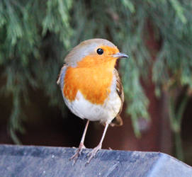 Robin 2