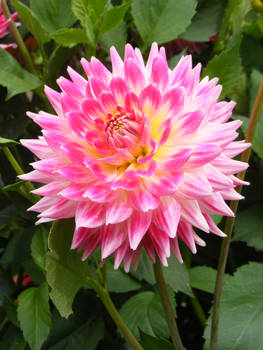 pink n yellow flower 1
