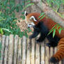 red panda....