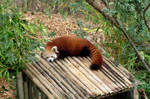 sleeping red panda by Chewiesdad