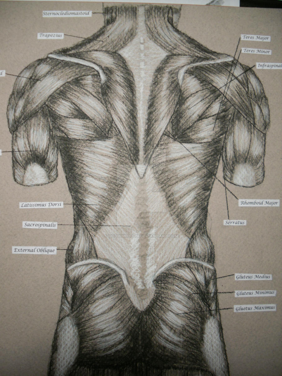 Muscle Layout Back Muscles of Back by DotInMotion on DeviantArt