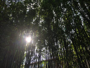 Bamboo Wall