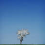 white tree