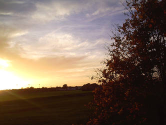 The Tree and the Sunset