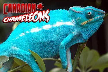 Chameleons.ca Advert 1