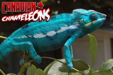 Chameleons.ca Advert 2