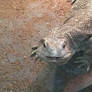 Savannah Monitor