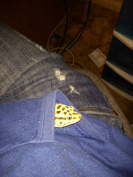 Leopard Gecko In pocket