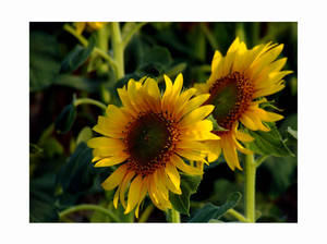 sunflowers