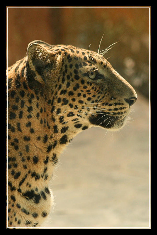 Gepard