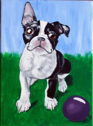 Boston Terrier