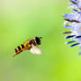 In Flight Close Up