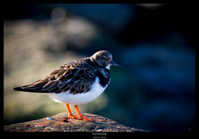 Turnstone